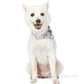 Safety Training Martingale Dog Collar No Buckle